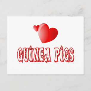 Guinea Schweine Postkarte