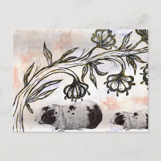 Guinea Schweine Postkarte (Vorderseite)