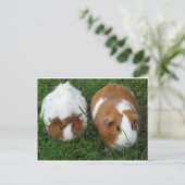 Guinea Schweine Postkarte (Stehend Vorderseite)