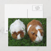 Guinea Schweine Postkarte (Vorne/Hinten)