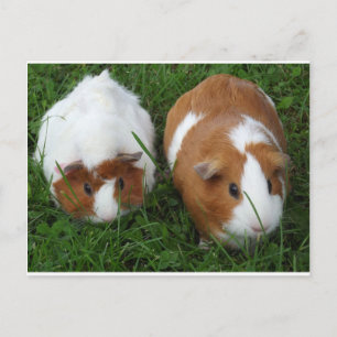 Guinea Schweine Postkarte