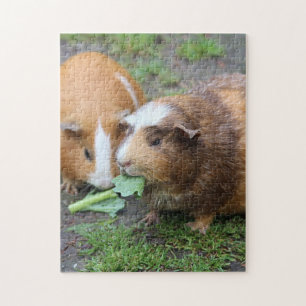 Guinea Schweine Puzzle
