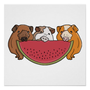 Guinea Schweine und Wassermelone Illustration Poster