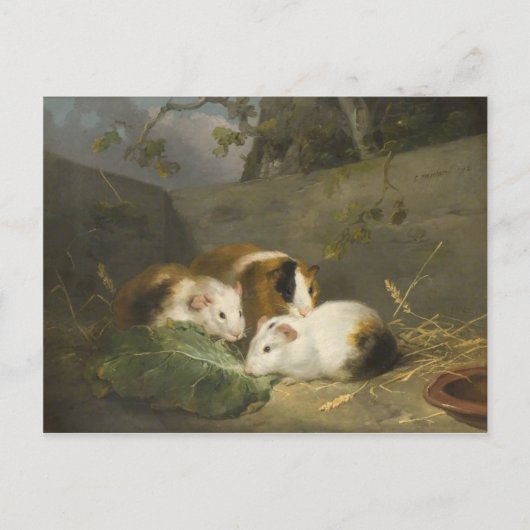 Guinea Schweine (von George Morland) Postkarte (Vorderseite)