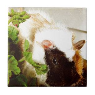 Guinea Schweinefleisch in den Blume Fliese