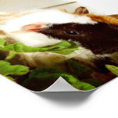 Guinea Schweinefleisch in den Blume Poster (Ecke)