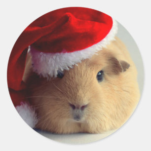Guinea Schweinefleisch in Weihnachtsmannmütze, run Runder Aufkleber
