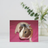 Guinea Schweinefleisch mit Rind 2 Postkarte (Stehend Vorderseite)