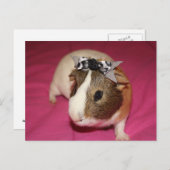 Guinea Schweinefleisch mit Rind 2 Postkarte (Vorne/Hinten)