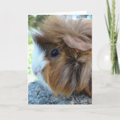 Guinea Schweinefleisch Portrait Karte (Vorderseite)