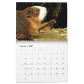 Guinea Schweinefleischkalender 2025 Kalender (Jan 2027)