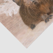 Guinea Schweinegel Seidenpapier (Ausschnitt)