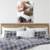 Guinea schwingt nahe Leinwand (Insitu (Schlafzimmer))