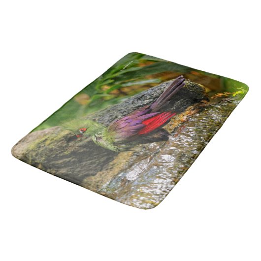 Guinea Turaco am Wasserfall Badematte (Schrägansicht)