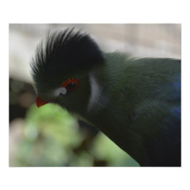 GUINEA TURACO FOTO DRUCKEN
