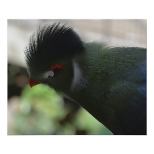 GUINEA TURACO FOTO DRUCKEN (Vorne)