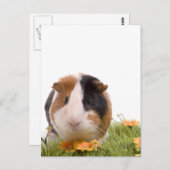 Guinea von Schweinen auf Rasen Postkarte (Vorne/Hinten)