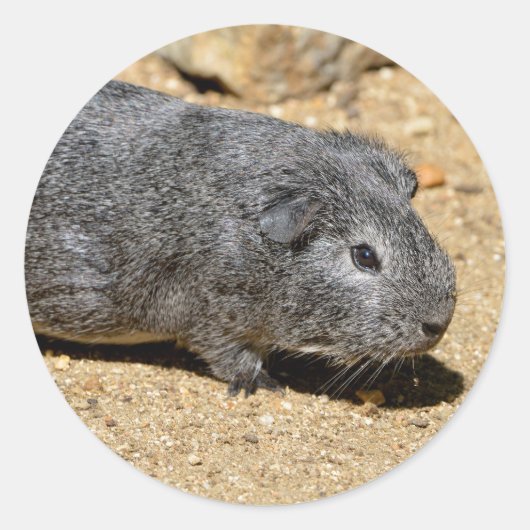 Guinea von Schweinen auf Sand Runder Aufkleber (Vorderseite)