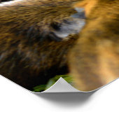 Guinea von Schweinen, die Früchte fressen Poster (Ecke)