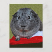 Guinea Weihnachten (Vorderseite)