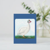 Guinea White Postkarte (Stehend Vorderseite)