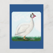 Guinea White Postkarte (Vorderseite)