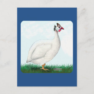 Guinea White Postkarte