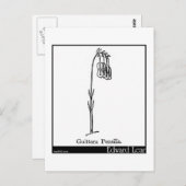 Guittara Pensilis. Postkarte (Vorne/Hinten)