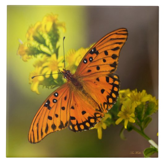 Gulf-Fritillarie oder Passionsfalter auf Goldrute Fliese (Vorderseite)