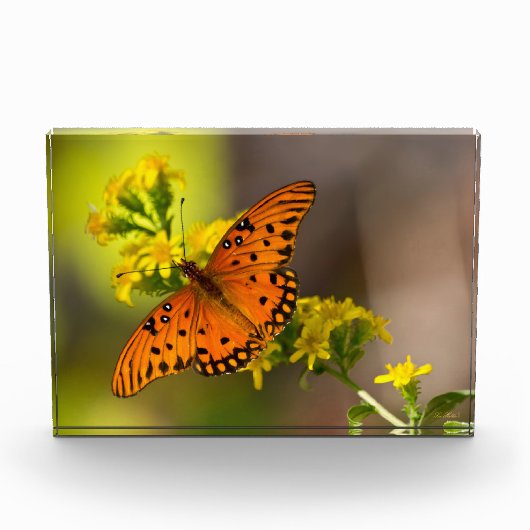 Gulf-Fritillarie oder Passionsfalter auf Goldrute Fotoblock (Vorderseite)