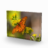 Gulf-Fritillarie oder Passionsfalter auf Goldrute Fotoblock (Rechts)