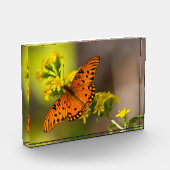 Gulf-Fritillarie oder Passionsfalter auf Goldrute Fotoblock (Links)