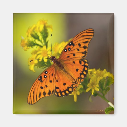 Gulf-Fritillarie oder Passionsfalter auf Goldrute Magnet (Vorne)