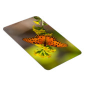 Gulf-Fritillarie oder Passionsfalter auf Goldrute Magnet (Rechte Seite)