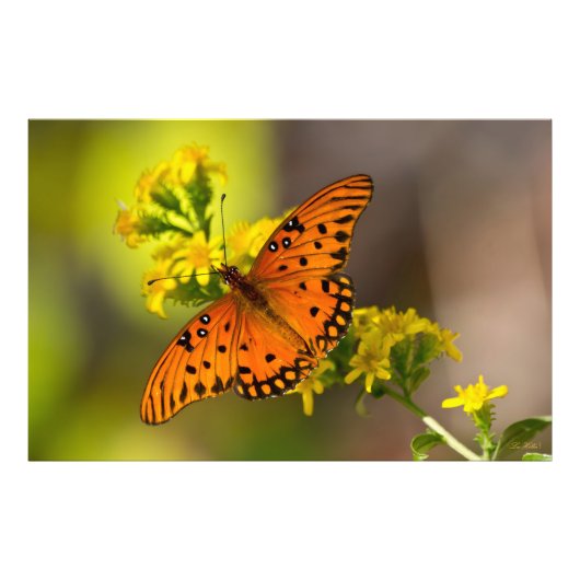 Gulf Fritillary aka Passion Butterfly on Goldenrod Fotodruck (Vorne)