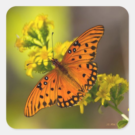 Gulf Fritillary aka Passion Butterfly on Goldenrod Quadratischer Aufkleber (Vorderseite)
