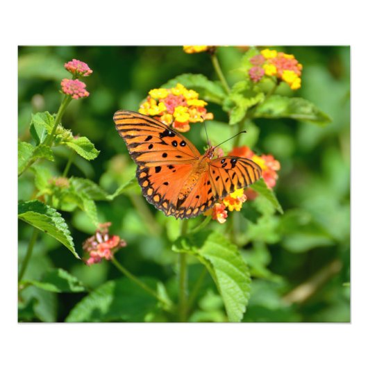 Gulf Fritillary Butterfly Fotodruck (Vorne)