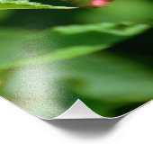 Gulf Fritillary Butterfly Fotodruck (Ecke)