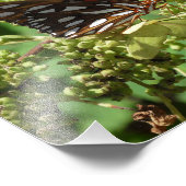 Gulf Fritillary Butterfly Fotodruck (Ecke)