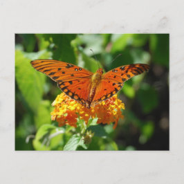 Gulf Fritillary Butterfly Postcard Postkarte