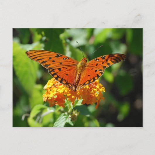 Gulf Fritillary Butterfly Postcard Postkarte (Vorderseite)
