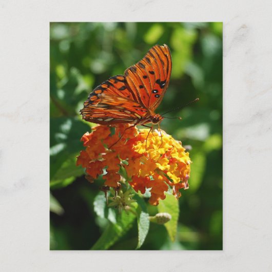 Gulf Fritillary Butterfly Postcard Postkarte (Vorderseite)