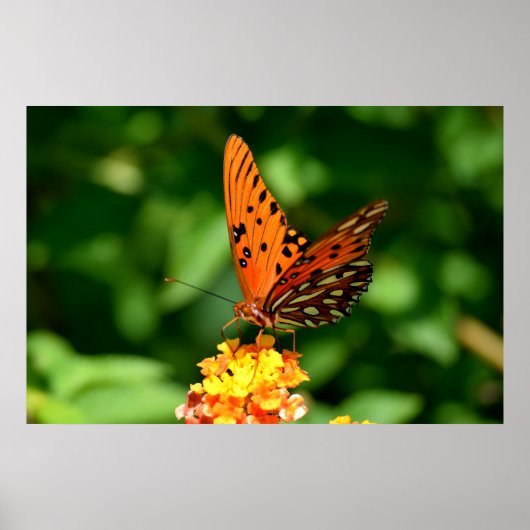 Gulf Fritillary Butterfly Poster (Vorne)