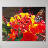 GULF FRITILLARY BUTTERFLY POSTER (Vorne)