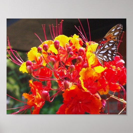 GULF FRITILLARY BUTTERFLY POSTER (Vorne)