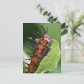 Gulf Fritillary Butterfly Raupe Postcard Postkarte (Stehend Vorderseite)