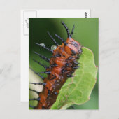 Gulf Fritillary Butterfly Raupe Postcard Postkarte (Vorne/Hinten)