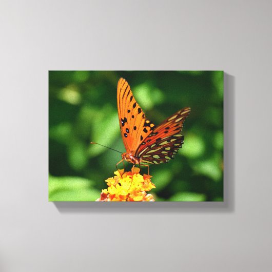 Gulf fritillary Butterfly Stretched Canvas Print Leinwanddruck (Vorderseite)
