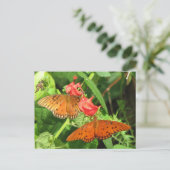 Gulf Fritillary Duo Postcard Postkarte (Stehend Vorderseite)
