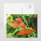 Gulf Fritillary Duo Postcard Postkarte (Vorne/Hinten)